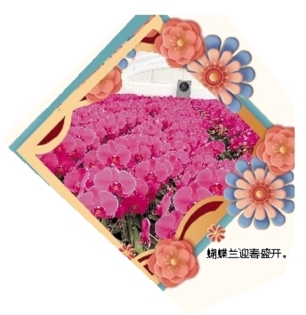 蝴蝶蘭迎春盛開(kāi)。