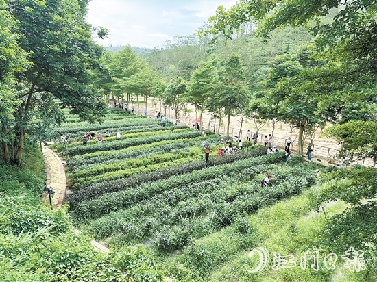 學生們在大沙里·歡茶谷的茶園里體驗采茶。