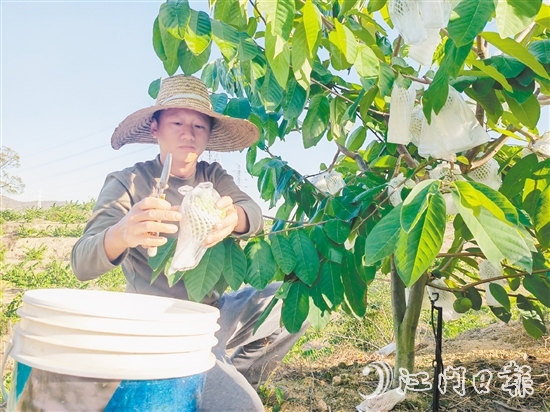釋迦果采摘季將持續(xù)到明年3月中旬。