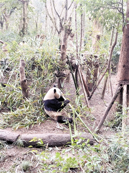 憨態(tài)可掬的熊貓給容小姐留下深刻印象。